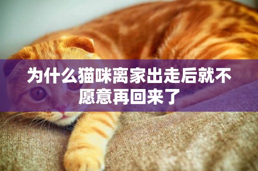 為什么貓咪離家出走后就不愿意再回來了