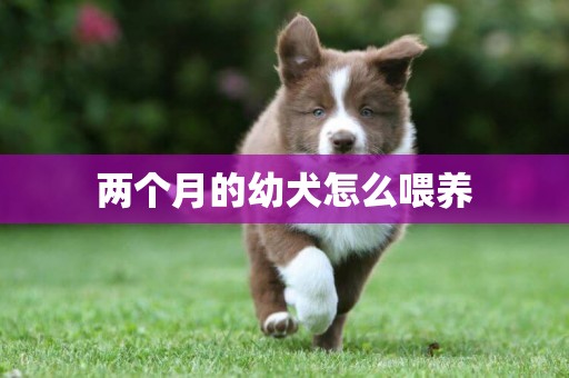 兩個月的幼犬怎么喂養