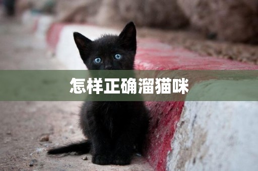 怎樣正確溜貓咪