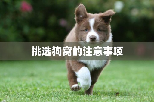 挑選狗窩的注意事項