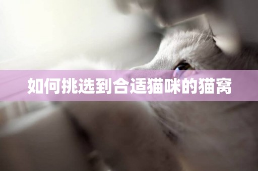 如何挑選到合適貓咪的貓窩