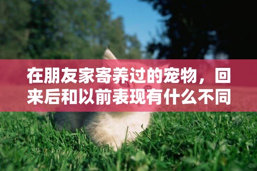 在朋友家寄養過的寵物，回來后和以前表現有什么不同？