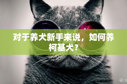 對于養犬新手來說，如何養柯基犬？