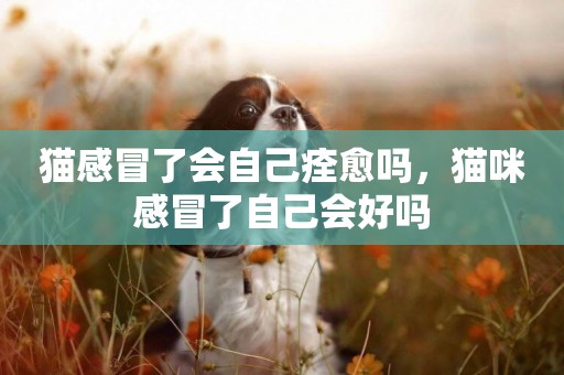 貓感冒了會自己痊愈嗎，貓咪感冒了自己會好嗎