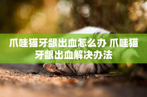 爪哇貓牙齦出血怎么辦 爪哇貓牙齦出血解決辦法