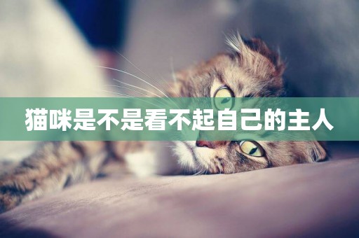 貓咪是不是看不起自己的主人
