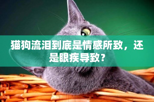 貓狗流淚到底是情感所致，還是眼疾導致？