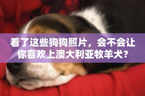看了這些狗狗照片，會不會讓你喜歡上澳大利亞牧羊犬？