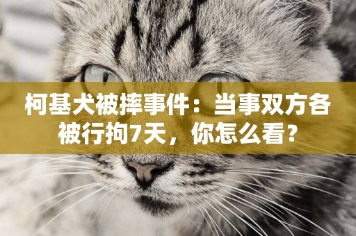 柯基犬被摔事件：當事雙方各被行拘7天，你怎么看？