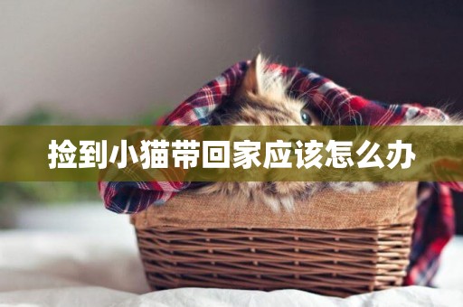 撿到小貓帶回家應該怎么辦