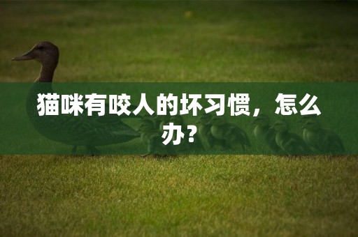 貓咪有咬人的壞習慣，怎么辦？
