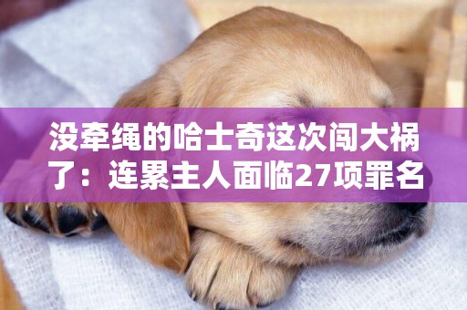 沒牽繩的哈士奇這次闖大禍了：連累主人面臨27項罪名！
