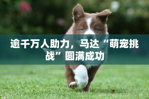 逾千萬人助力，馬達“萌寵挑戰”圓滿成功