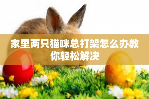 家里兩只貓咪總打架怎么辦教你輕松解決