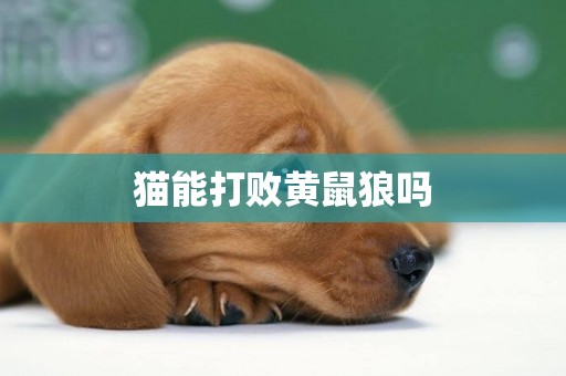 貓能打敗黃鼠狼嗎