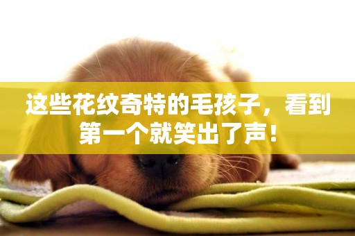 這些花紋奇特的毛孩子，看到第一個就笑出了聲！