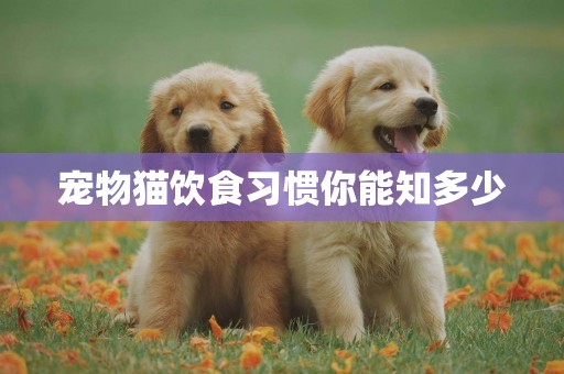 寵物貓飲食習慣你能知多少