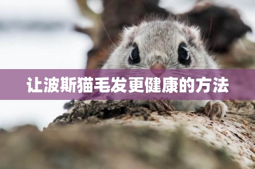 讓波斯貓毛發更健康的方法