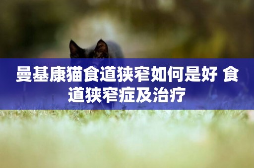 曼基康貓食道狹窄如何是好 食道狹窄癥及治療