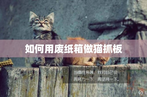 如何用廢紙箱做貓抓板