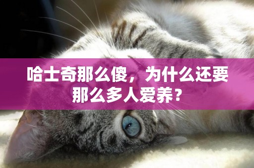 哈士奇那么傻，為什么還要那么多人愛養？