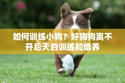 如何訓練小狗？好狗狗離不開后天的訓練和培養