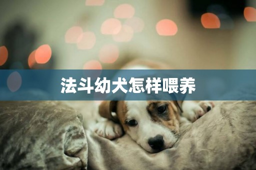 法斗幼犬怎樣喂養