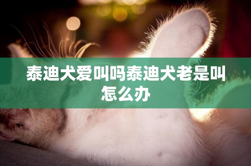 泰迪犬愛叫嗎泰迪犬老是叫怎么辦