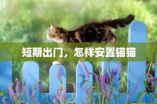 短期出門，怎樣安置貓貓