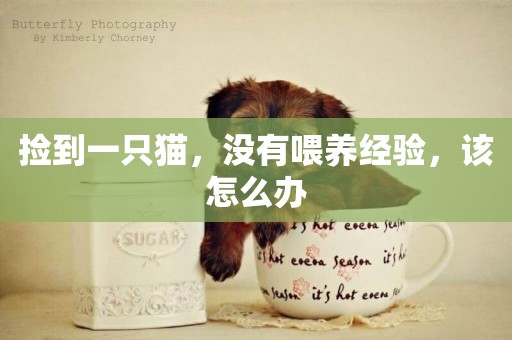 撿到一只貓，沒有喂養經驗，該怎么辦