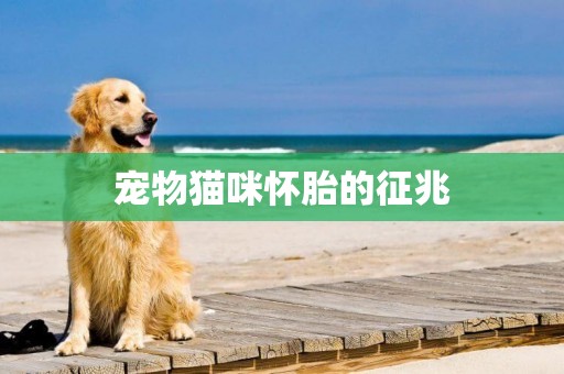 寵物貓咪懷胎的征兆