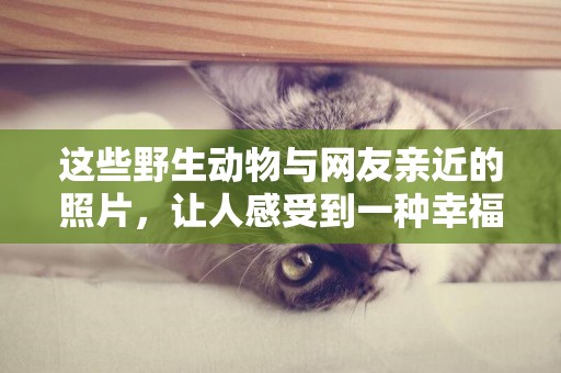 這些野生動物與網友親近的照片，讓人感受到一種幸福感！（39張）