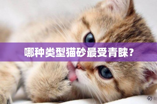 哪種類型貓砂最受青睞？