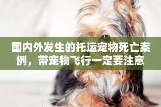 國內外發生的托運寵物死亡案例，帶寵物飛行一定要注意