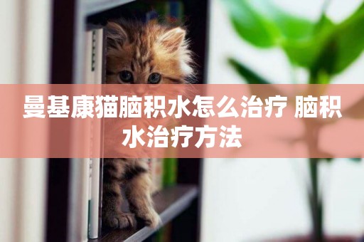 曼基康貓腦積水怎么治療 腦積水治療方法