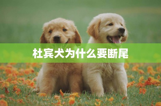 杜賓犬為什么要斷尾