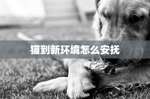 貓到新環境怎么安撫