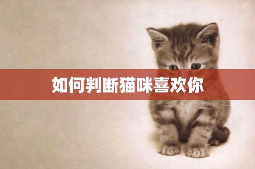 如何判斷貓咪喜歡你