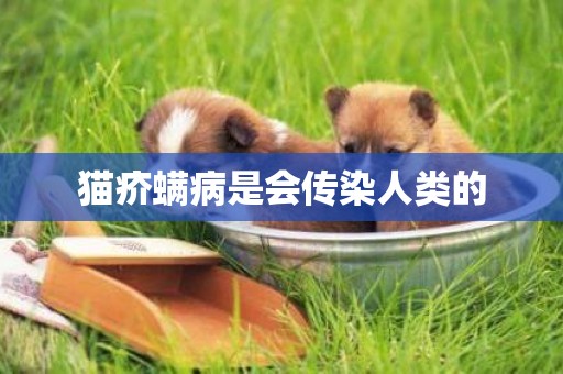 貓疥螨病是會傳染人類的