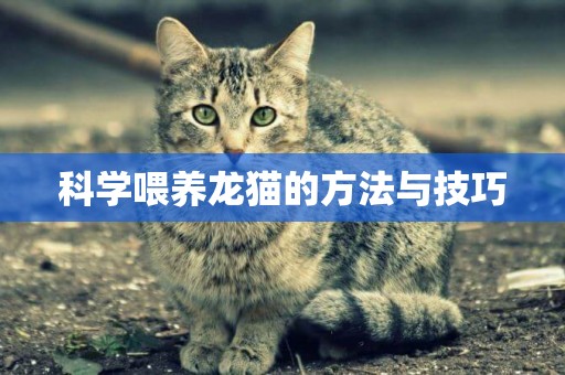 科學喂養龍貓的方法與技巧
