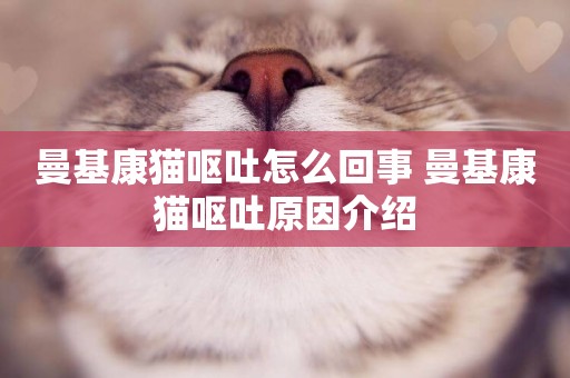 曼基康貓嘔吐怎么回事 曼基康貓嘔吐原因介紹