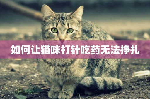 如何讓貓咪打針吃藥無法掙扎