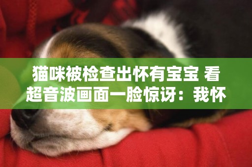 貓咪被檢查出懷有寶寶 看超音波畫面一臉驚訝：我懷孕了？