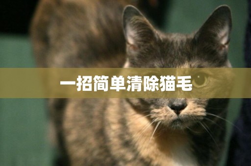 一招簡單清除貓毛