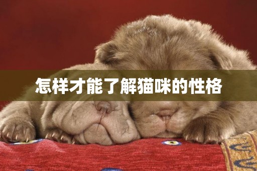 怎樣才能了解貓咪的性格