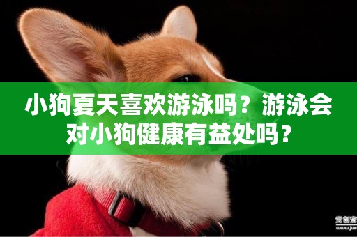 小狗夏天喜歡游泳嗎？游泳會對小狗健康有益處嗎？