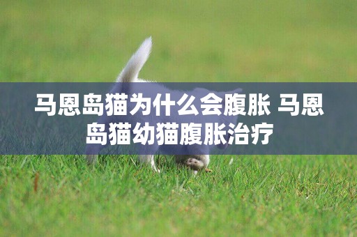 馬恩島貓為什么會腹脹 馬恩島貓幼貓腹脹治療