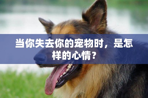 當你失去你的寵物時，是怎樣的心情？