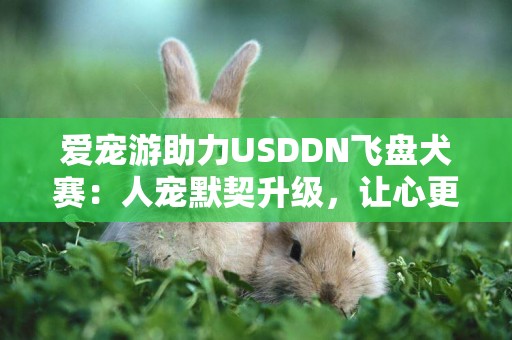 愛寵游助力USDDN飛盤犬賽：人寵默契升級，讓心更近