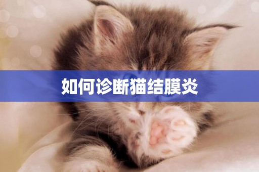 如何診斷貓結膜炎